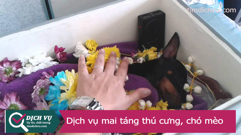 Dịch vụ mai táng thú cưng chó mèo trọn gói tại Hà Nội, Tp Hồ Chí Minh