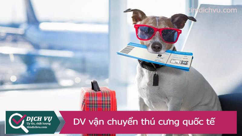 Dịch vụ vận chuyển thú cưng quốc tế - Việt Nam 2 chiều trọn gói, uy tín, giá rẻ